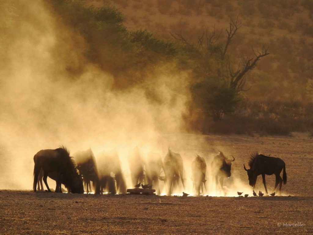 Wildlifephotography: Wildebeest approaching a waterhole in dust devils. Kgalagadi, South Africa Wildtierfotografie: Gnus nähern sich einem Wasserloch im aufgewirbelten Staub. Kgalagadi, Südafrika
