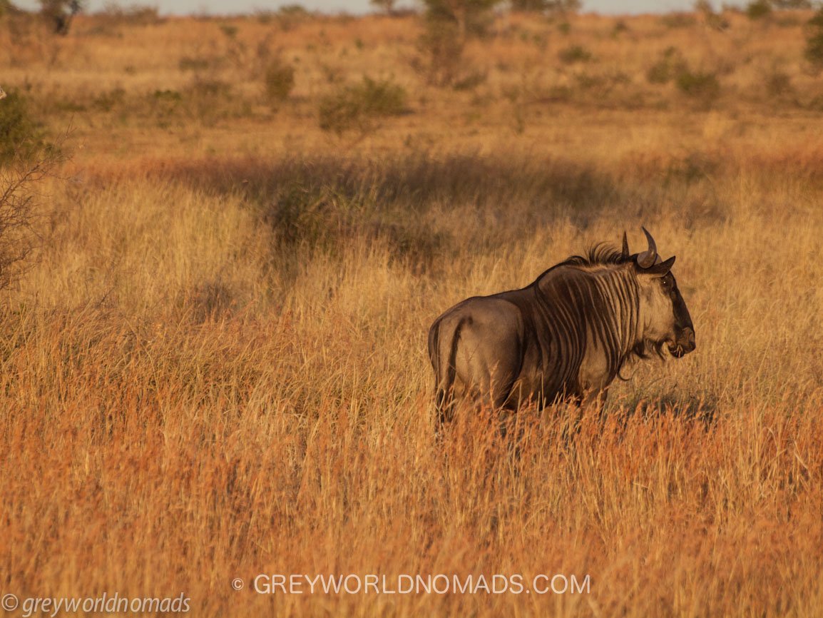 wildebeest-kruger-southafrica-1.jpg