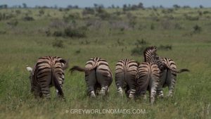 best national parks in south africa. kruger park safari packages. Kruger National Park Weather