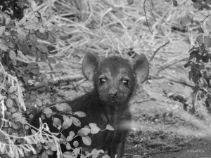 hyena cub near Afsaal, Kruger National Park, South Africa