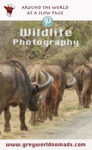 Wildlife Photography : Buffaloes in Mountain Zebra National Park, South Africa