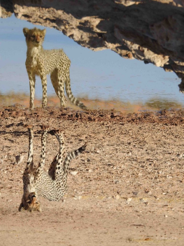Cheetah, Kgalagadi, South Africa