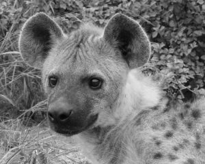 Hyena near Afsaal, Kruger National Park, South Africa