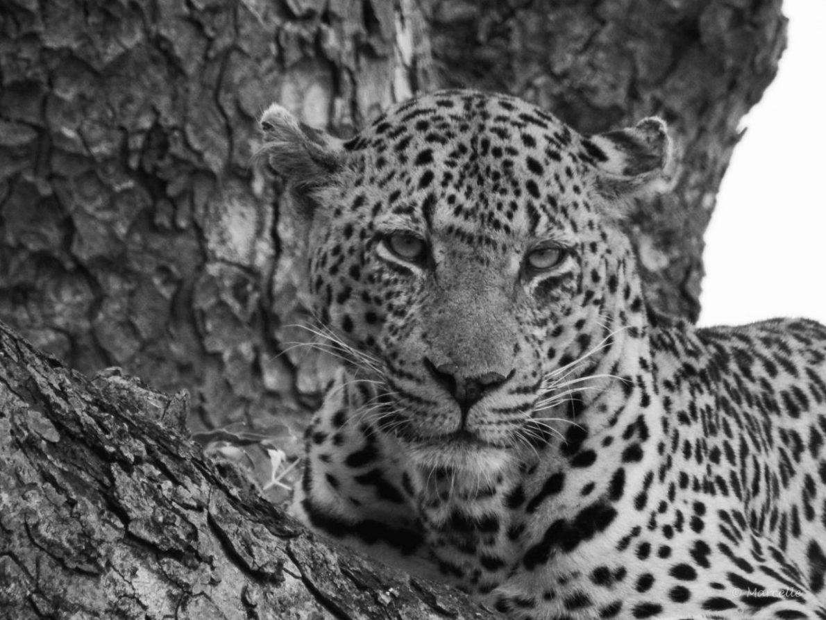 Leopard in tree, Skukuza, Kruger National Park, South Africa