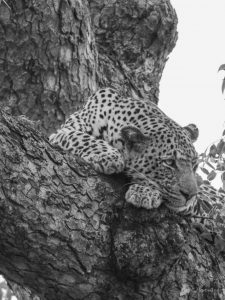 Marcelle's Wildlife Photography: Leopard in Kruger National Park, South Africa | Marcelle's Wildtierfotografie: Leopard im Kruger National Park, Südafrika