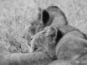 lions cuddling, Kruger National Park, South Africa