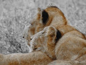 lions cuddling in Kruger National Park, South Africa