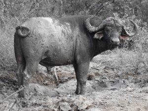 Muddy buffalo in Kruger National Park
