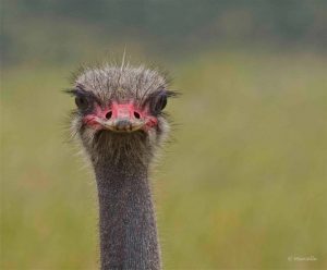 African Ostrich, South Africa