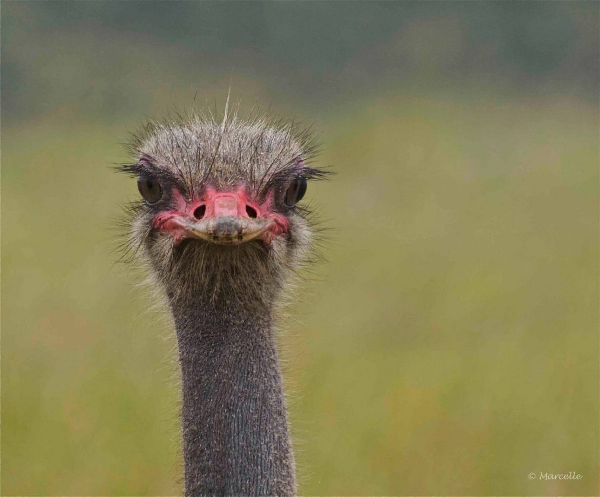ostrich-southafrica-1
