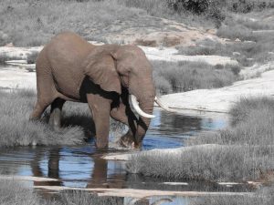 Dusty elephant near Phalaborwa, Kruger National Park, South Africa