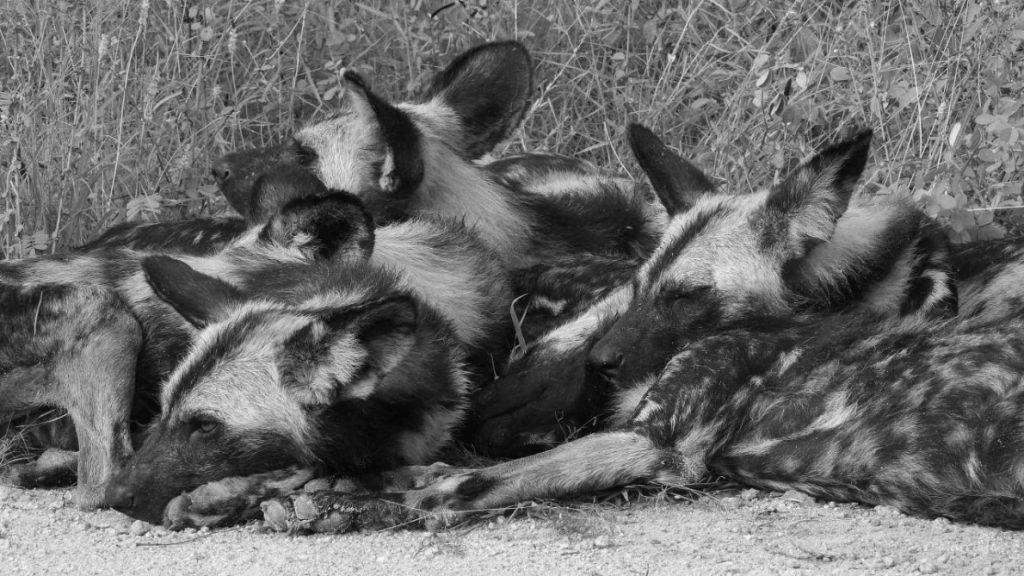 Sleeping pack of wild dogs in Kruger National Park, South Africa