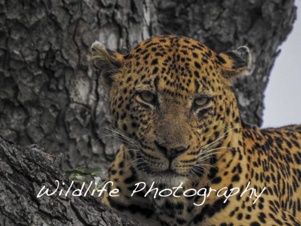 Wildlife Photography - Art Nomad Studuio