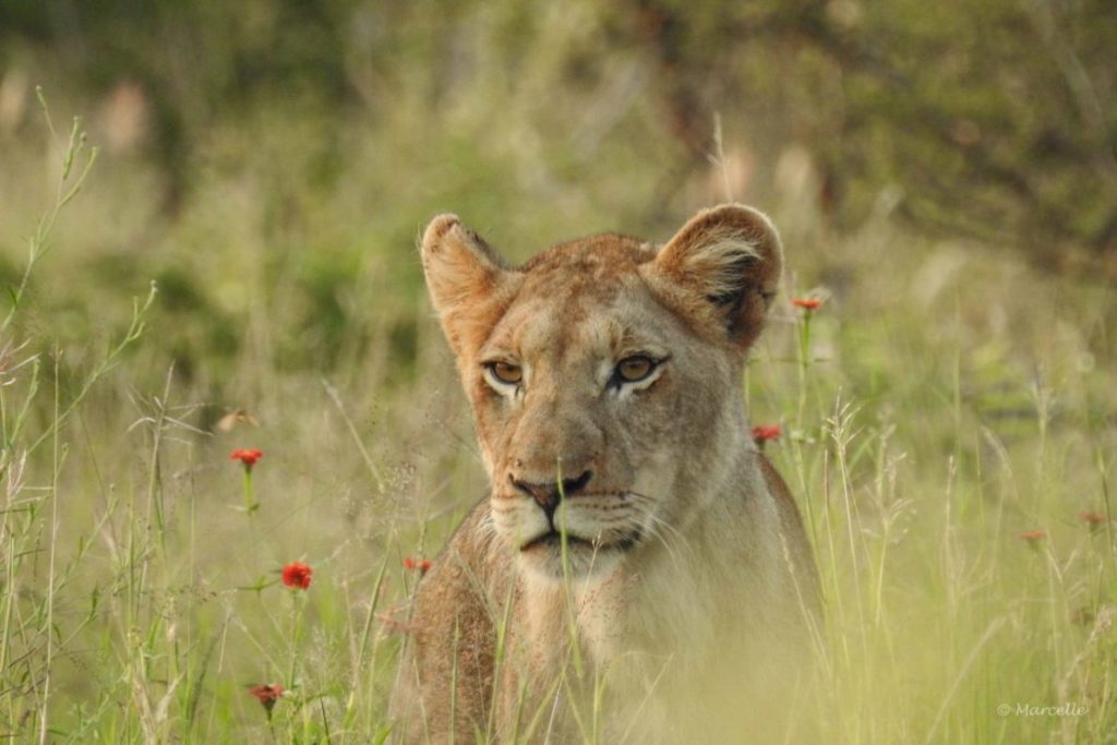 Kruger National Park Safari - Lioness In Lush Kruger National Park, South Africa Wildtierfotografie: Löwin im üppigen Kruger National Park, Südafrika