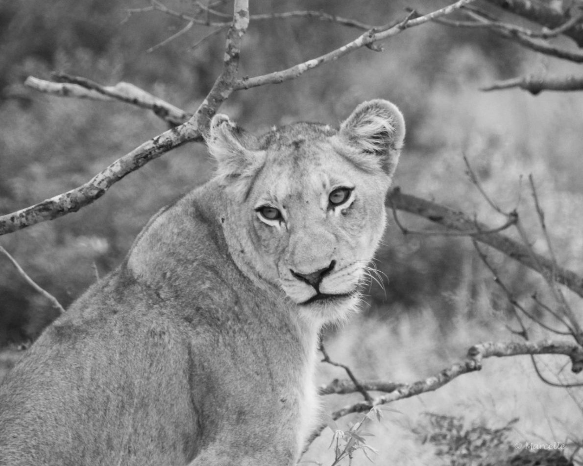 Young lioness, Kruger National Park, South Africa