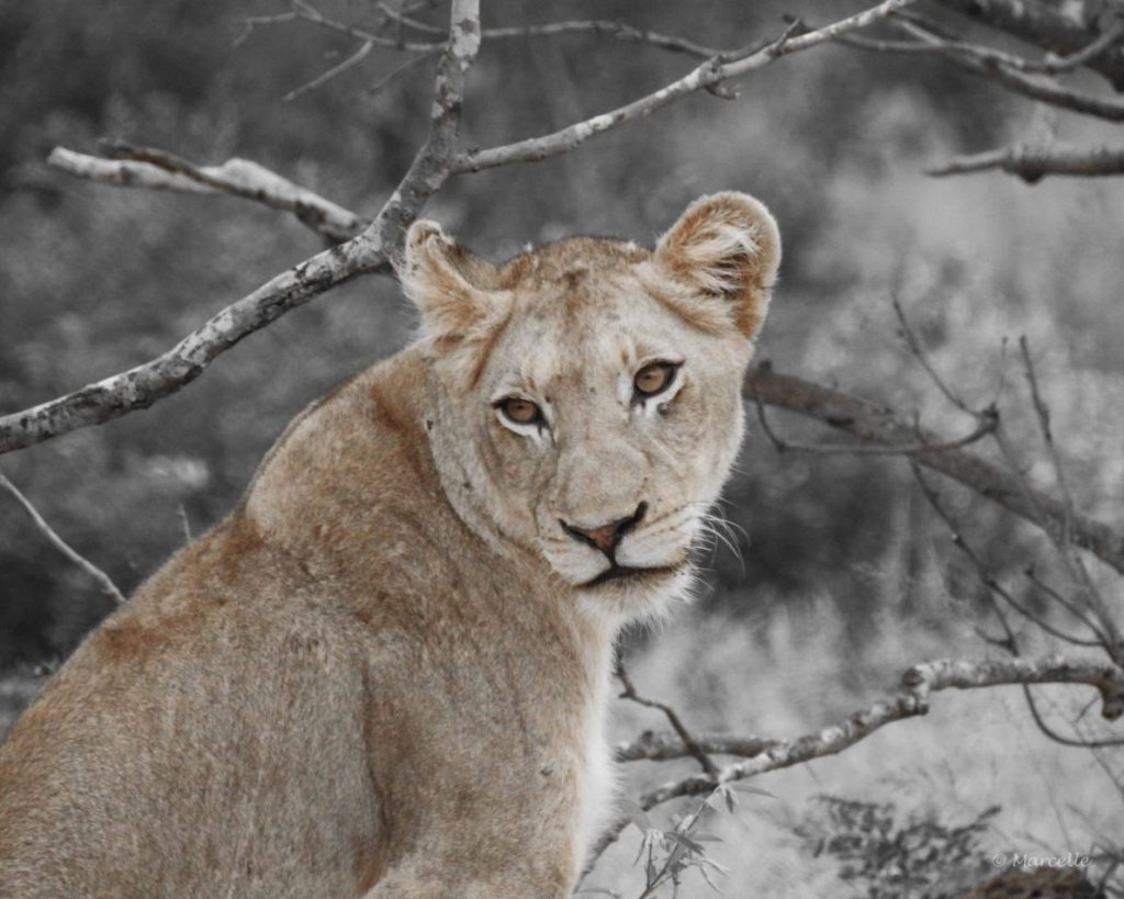 Young lioness, Kruger National Park, South Africa