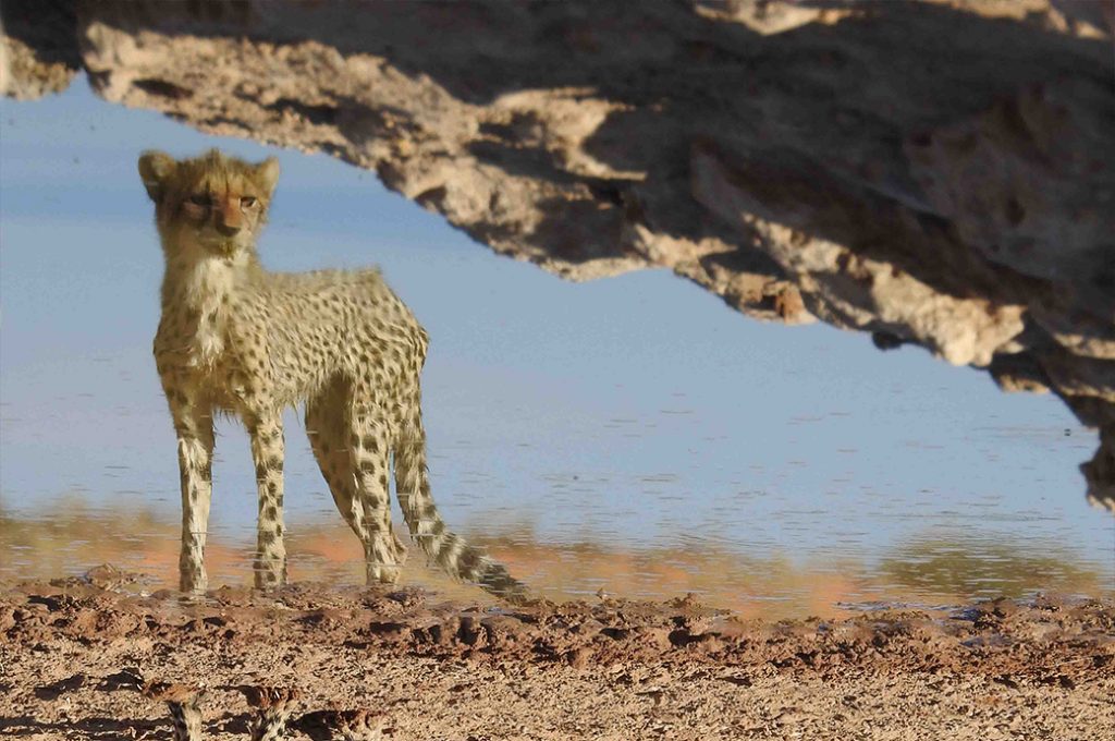Marcelle's Wildlife Photography: Cheetah Cub in Kgalagadi Transfrontier Park, South Africa Marcelle's Wildtierfotografie: Gepardenjunges im Kgalagadi Transfrontier Park, Südafrika