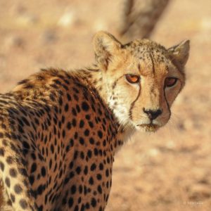 Marcelle's Wildlife Photography: Cheetah in Kgalagadi Transfrontier Park, South Africa