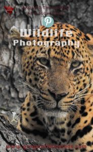 Marcelle's Wildlife Photography: Leopard in Kruger National Park, South Africa Marcelle's Wildtierfotografie: Leopard im Kruger National Park, Südafrika