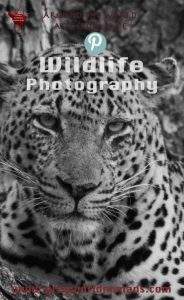 Marcelle's Wildlife Photography: Leopard in Kruger National Park, South Africa Marcelle's Wildtierfotografie: Leopard im Kruger National Park, Südafrika