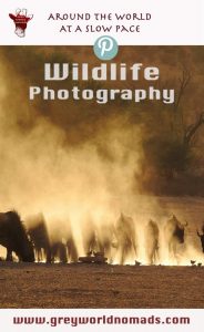 Wildlifephotography: Wildebeest in the Kgalagadi, South Africa. Wildtierfotografie: Gnus in der Kgalagadi, Südafrika