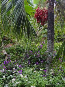 Urlaub Seychellen, Bois d'Amour