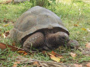 Seychellen Tiere, La Digue Tipps