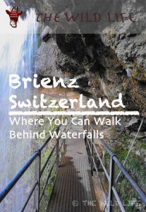 Brienz is a charming little town at the Lake Brienz embedded in the alps of Switzerlands Berner Oberland keeping its Swiss traditions like wood-carving alive.