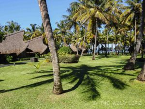 Beautiful beaches, tropical temperatures, hiking in Black River National Park, delicious food and lovely people. That's tropical paradise, isn't it? Mauritius Urlaub.