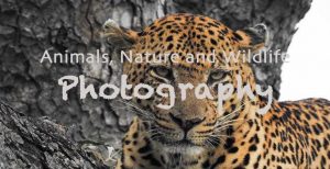 Nature and Wildlife Photography