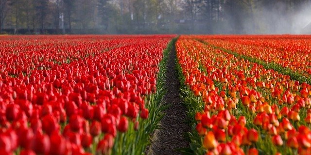  land der tulpen, keukenhof öffnungszeiten ostern, busreisen nach holland zur tulpenblüte, Holland zur Tulpenblüte, Amsterdam Sehenswürdigkeiten Tulpen, Holland Blumenzwiebel Zentrum.