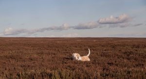 Our dog, Vlou, in the heather of North York Moors.