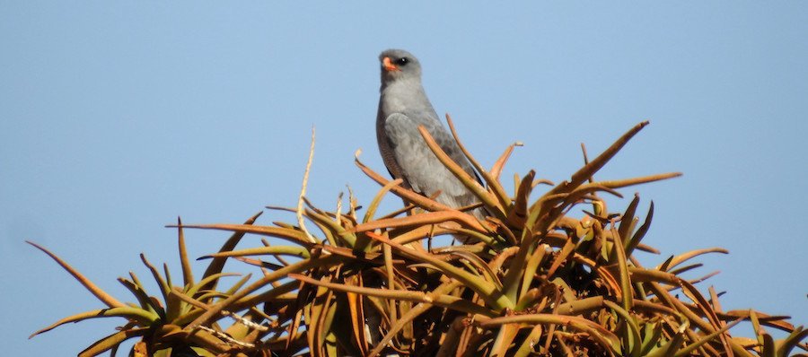 Best Camera For Birding