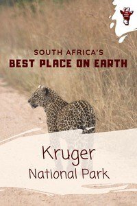 Visiting Kruger National Park, best place on earth? Here you find all you need to know for your Kruger National Park Safari. kruger national park south africa safari - kruger national park south africa camps - kruger national park south africa lodges - kruger national park south africa tips - kruger national park wildlife - kruger national park lodges safari - kruger national park lodges camps - kruger park south africa safari - kruger park south africa lodges - kruger park lodge south africa - kruger park safari - south africa safari kruger - south africa safari lodge travel planner - south africa travel safari trips.