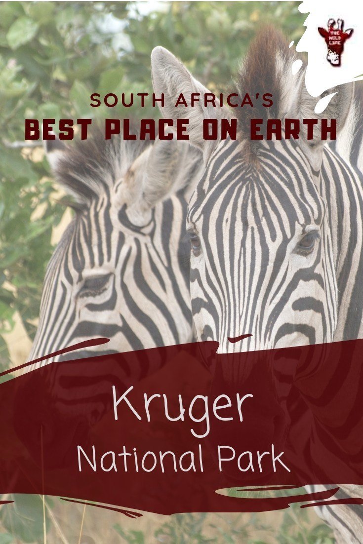 Visiting Kruger National Park - Best Place on Earth - GLOBAL GREY NOMADS