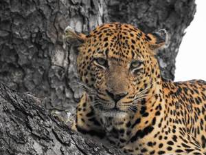 Wildtierfotografie – Leopard in Kruger National Park