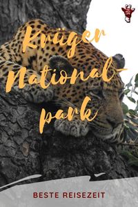 Erfahre, zu welchen Jahreszeiten der Krüger Nationalpark in Südafrika Wildtierfreunden, Naturliebhabern und Vogelbeobachtern das Beste bietet. - krüger national park - krüger safari - safari krüger nationalparkkrüger nationalpark