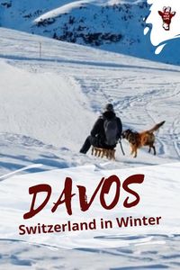 Davos Switzerland in the winter enjoying the snow with your dog. Here you will find your dog-friendly holiday apartment, Davos activities with dog and more. switzerland travel winter swiss alps - switzerland in the winter - switzerland in winter swiss alps - switzerland travel winter swiss alps - switzerland winter travel snow - switzerland winter travel beautiful - switzerland winter travel ski resorts - switzerland winter travel vacations - switzerland winter travel trips - switzerland winter swiss alps - switzerland travel winter swiss alps - switzerland in winter swiss alps - switzerland winter swiss alps - dog friendly switzerland - dog friendly winter vacation