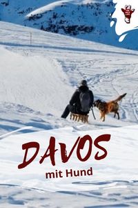 Urlaub im Winter mit deinem Hund im schneesicheren Davos in der Schweiz. Hier findest du deine hundefreundliche Ferienwohnung, Davos Aktivitäten und mehr. davos schweiz winter - urlaub im winter - urlaub mit hund im winter - ferien im winter - ferienwohnung schweiz - graubünden schweiz - graubünden winter - alpen urlaub winter - urlaub in den alpen - urlaub in alpen - alpen urlaub - ferien mit hund - urlaub mit hund ferienhaus
